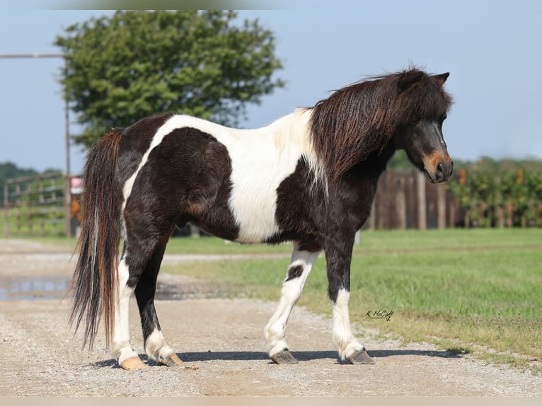 Weitere Ponys/Kleinpferde Wallach 14 Jahre 112 cm Brauner in Ravenna