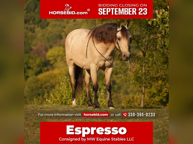 Weitere Ponys/Kleinpferde Wallach 14 Jahre 122 cm Buckskin in Fresno, OH