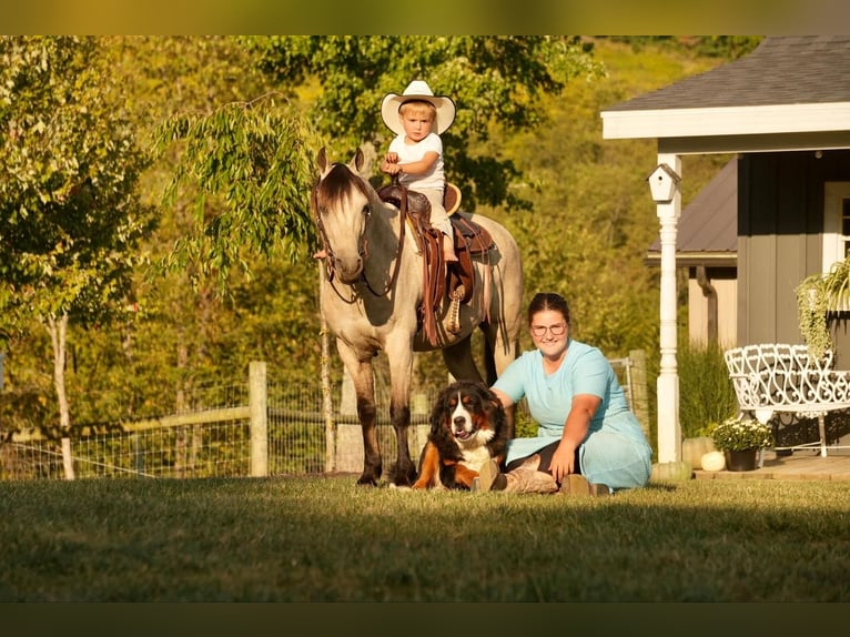 Weitere Ponys/Kleinpferde Wallach 14 Jahre 122 cm Buckskin in Fresno, OH