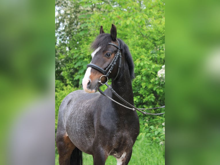 Weitere Ponys/Kleinpferde Wallach 14 Jahre 130 cm Braunfalbschimmel in Neckartailfingen