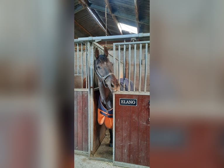 Weitere Ponys/Kleinpferde Mix Wallach 15 Jahre 156 cm Dunkelbrauner in zutphen