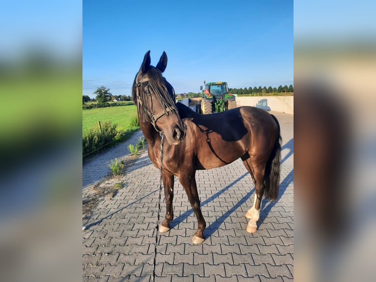Weitere Ponys/Kleinpferde Mix Wallach 15 Jahre 156 cm Dunkelbrauner in zutphen