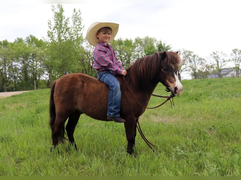 Weitere Ponys/Kleinpferde Wallach 15 Jahre 94 cm Buckskin in Fergus Falls, MN