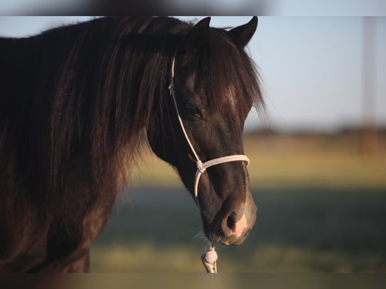 Weitere Ponys/Kleinpferde Wallach 16 Jahre 122 cm Rappe in Weatherford, TX