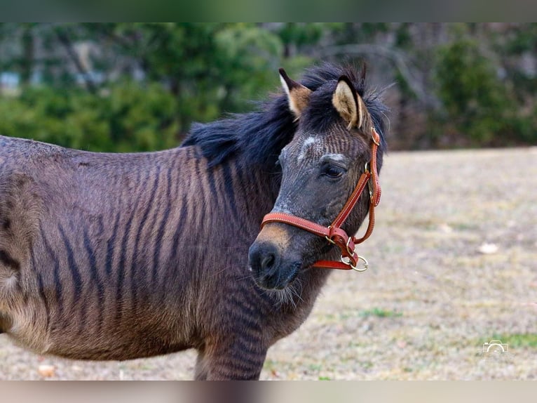 Weitere Ponys/Kleinpferde Mix Wallach 16 Jahre Falbe in Jonestown, PA