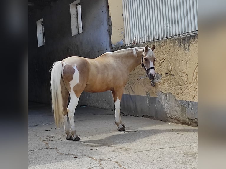 Weitere Ponys/Kleinpferde Mix Wallach 17 Jahre 147 cm Schecke in Veitsbronn