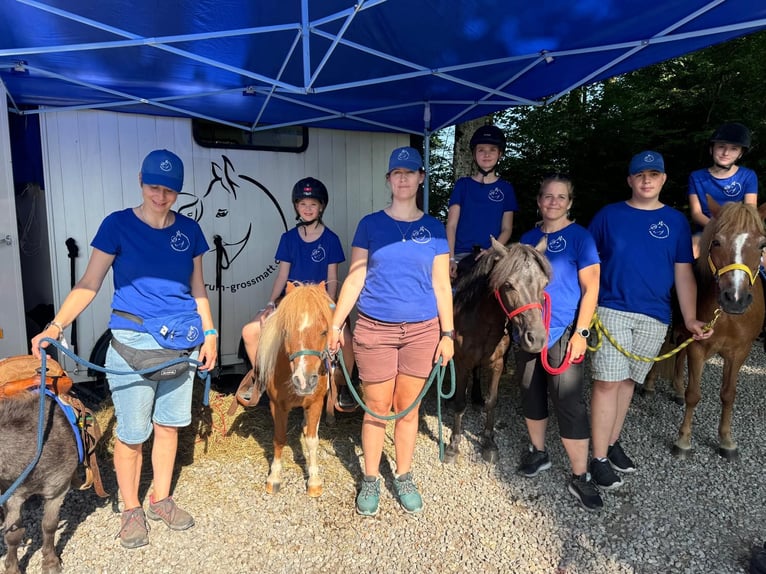 Weitere Ponys/Kleinpferde Wallach 18 Jahre 97 cm Schecke in Signau