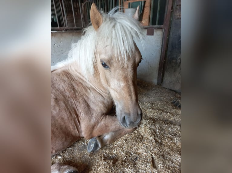 Weitere Ponys/Kleinpferde Wallach 3 Jahre 120 cm Palomino in Bischofstetten