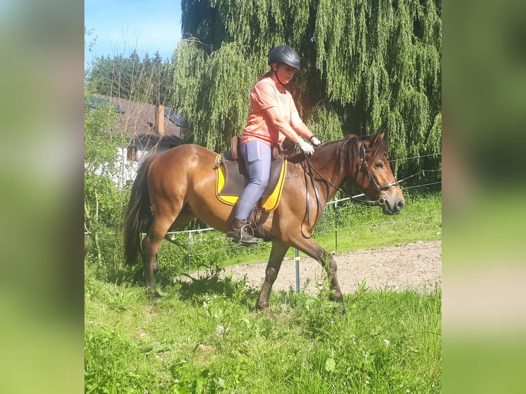 Weitere Ponys/Kleinpferde Wallach 3 Jahre 130 cm Brauner in Bayerbach