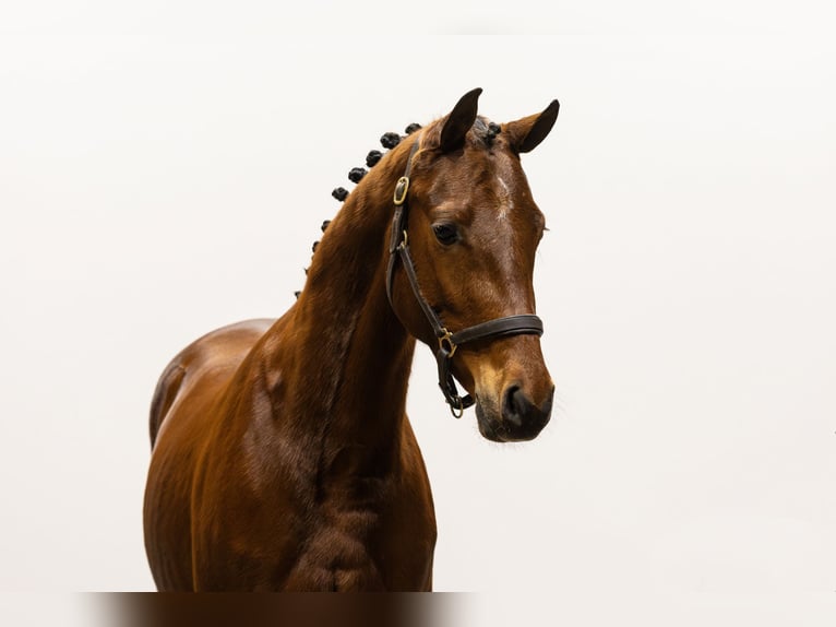 Weitere Ponys/Kleinpferde Wallach 3 Jahre 147 cm Brauner in Waddinxveen