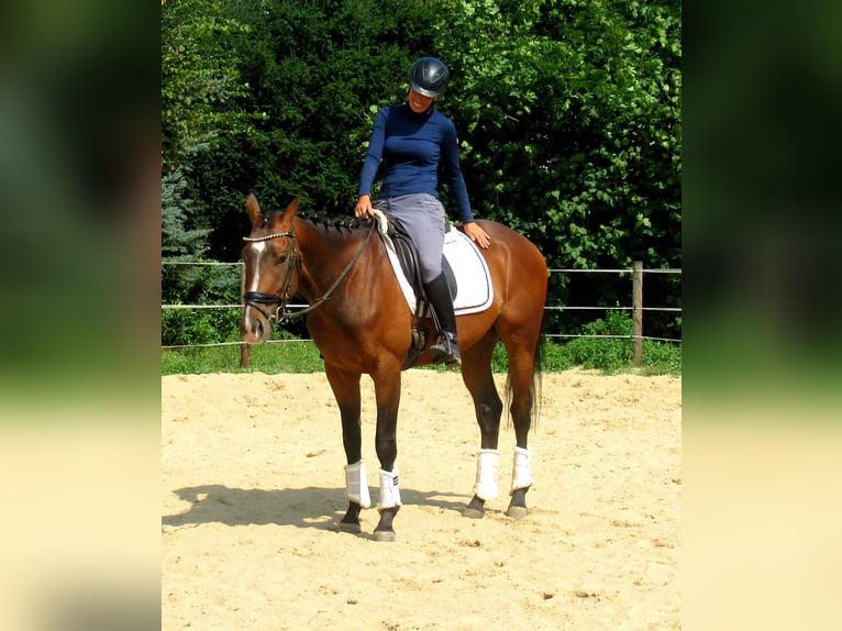 Weitere Ponys/Kleinpferde Wallach 3 Jahre 152 cm Brauner in Velpke