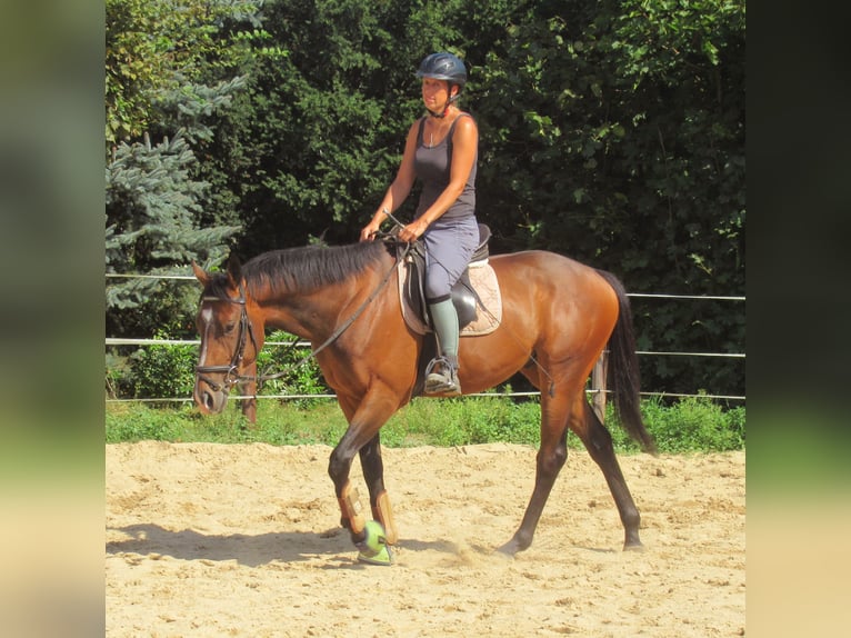 Weitere Ponys/Kleinpferde Wallach 3 Jahre 152 cm Brauner in Velpke