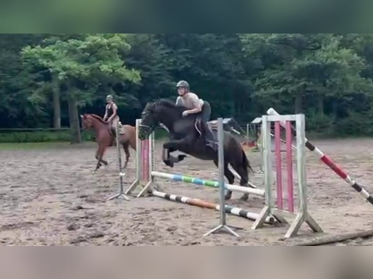 Weitere Ponys/Kleinpferde Wallach 3 Jahre 156 cm Dunkelbrauner in Braunschweig