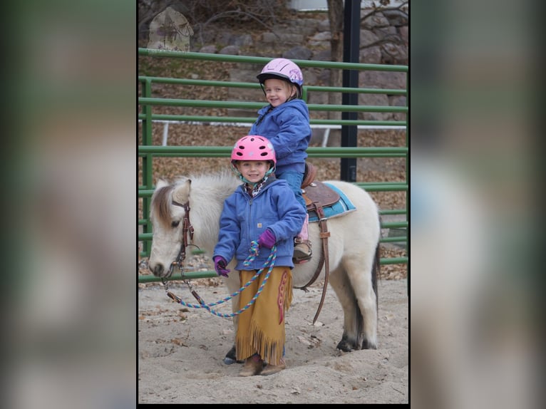 Weitere Ponys/Kleinpferde Wallach 3 Jahre 94 cm Buckskin in Lindon