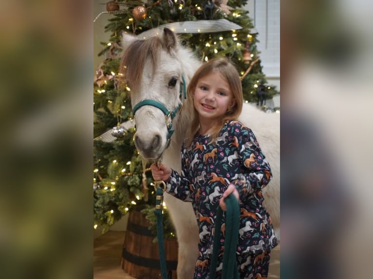 Weitere Ponys/Kleinpferde Wallach 3 Jahre 94 cm Buckskin in Lindon