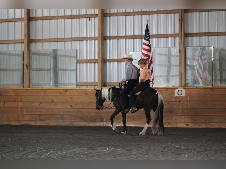 Weitere Ponys/Kleinpferde Wallach 4 Jahre 122 cm in Allenwood, PA