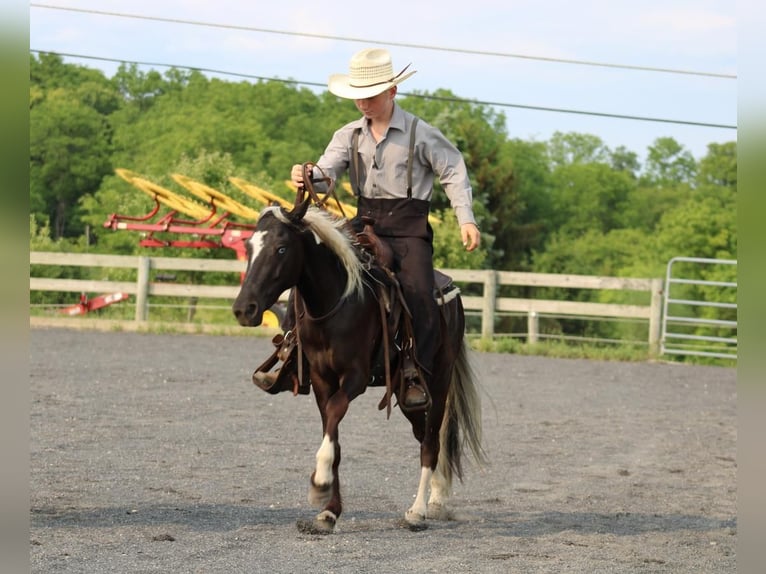 Weitere Ponys/Kleinpferde Wallach 4 Jahre 122 cm in Allenwood, PA