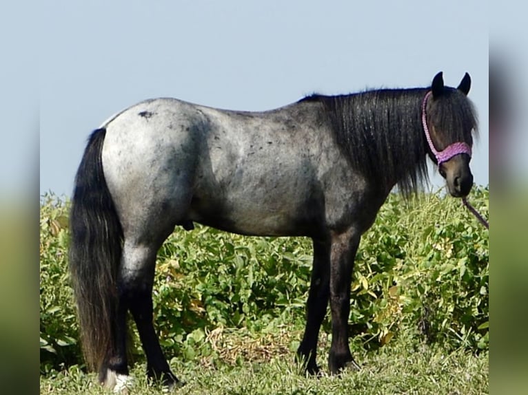 Weitere Ponys/Kleinpferde Mix Wallach 4 Jahre 135 cm Roan-Blue in Joy