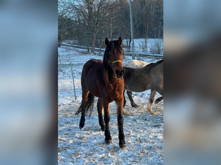 Weitere Ponys/Kleinpferde Wallach 4 Jahre 144 cm Brauner in Reutlingen