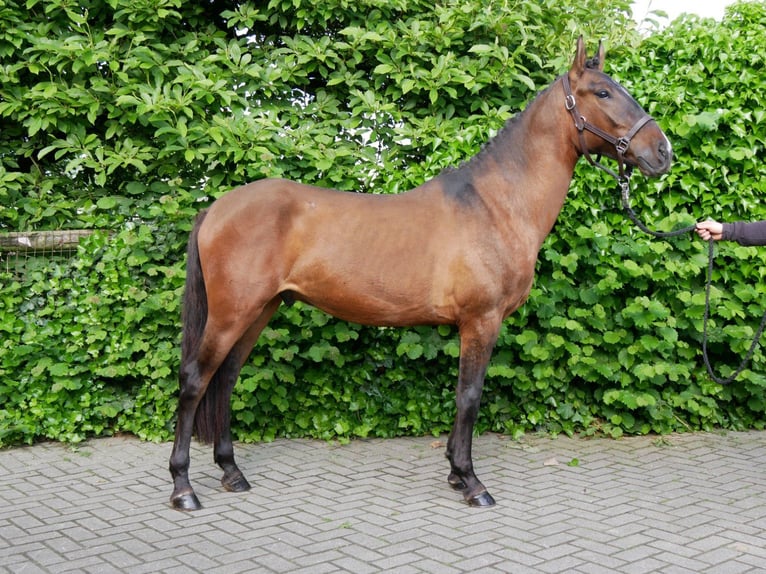 Weitere Ponys/Kleinpferde Wallach 4 Jahre 146 cm in Dorsten