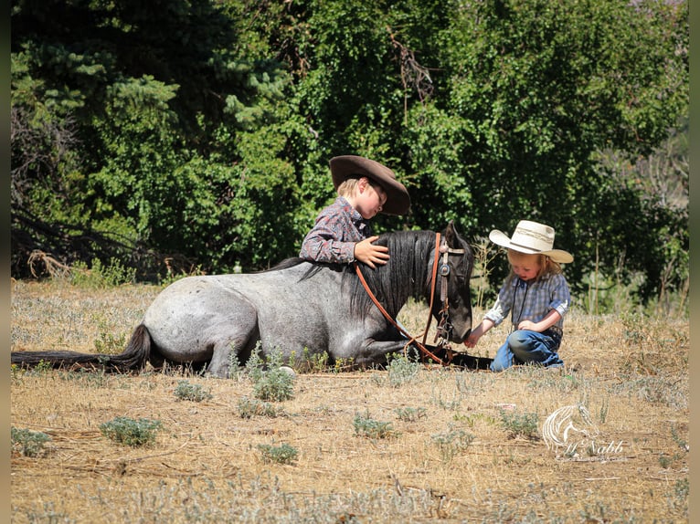 Weitere Ponys/Kleinpferde Wallach 4 Jahre 97 cm Roan-Blue in Cody