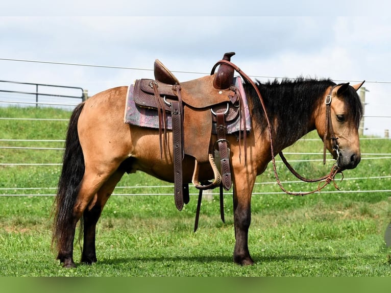 Weitere Ponys/Kleinpferde Wallach 5 Jahre 112 cm Buckskin in Howard, PA