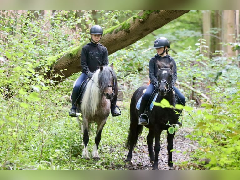 Weitere Ponys/Kleinpferde Wallach 5 Jahre 125 cm Rappe in Bogaarden