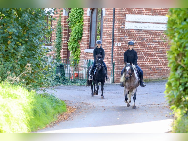 Weitere Ponys/Kleinpferde Wallach 5 Jahre 125 cm Rappe in Bogaarden