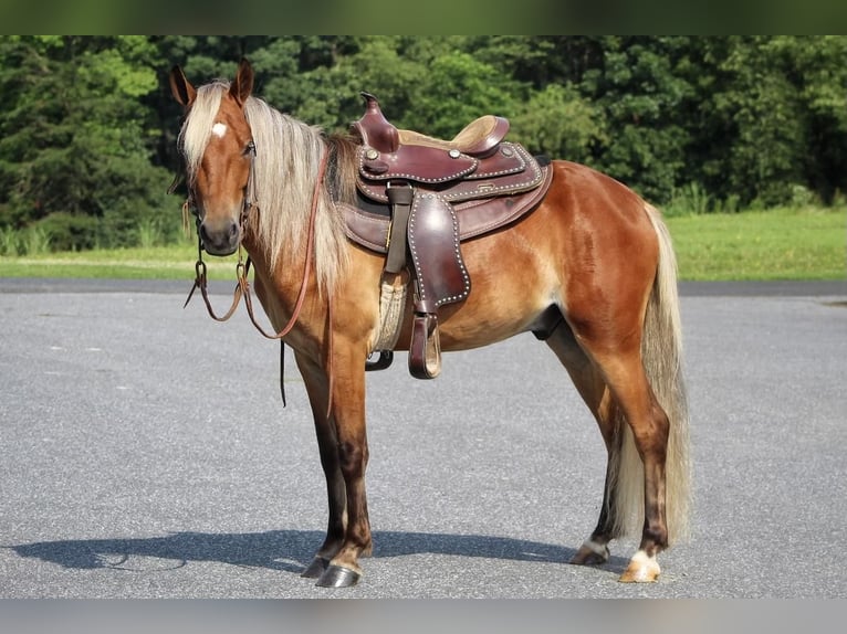 Weitere Ponys/Kleinpferde Wallach 5 Jahre 130 cm Rotfuchs in Millerstown, PA
