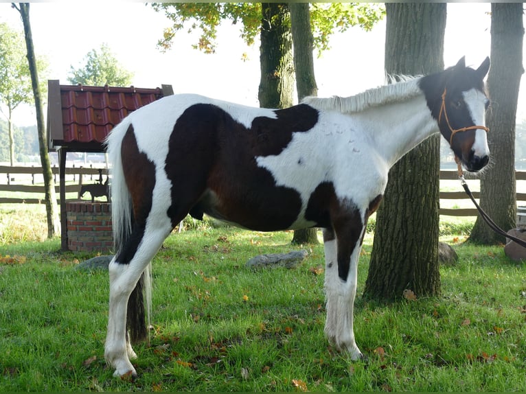 Weitere Ponys/Kleinpferde Wallach 5 Jahre 147 cm Schecke in Lathen