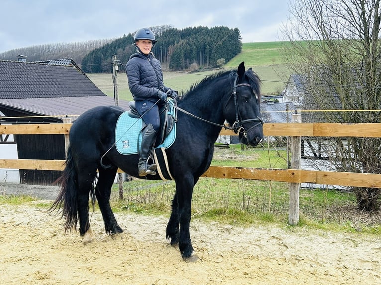 Weitere Ponys/Kleinpferde Mix Wallach 5 Jahre 154 cm Rappe in Meschede