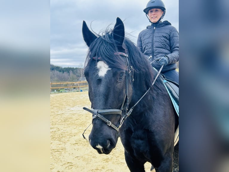 Weitere Ponys/Kleinpferde Mix Wallach 5 Jahre 154 cm Rappe in Meschede