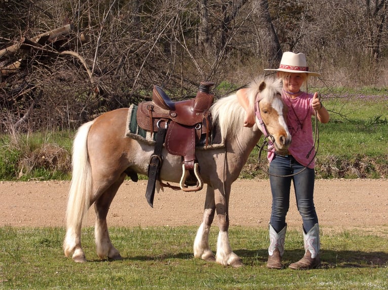 Weitere Ponys/Kleinpferde Wallach 5 Jahre 91 cm Palomino in Antlers, OK