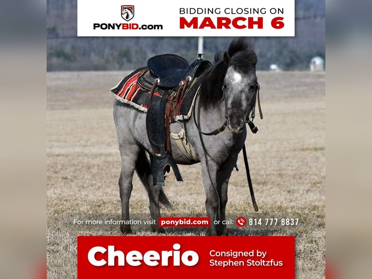 Weitere Ponys/Kleinpferde Wallach 5 Jahre 99 cm in Rebersburg, PA