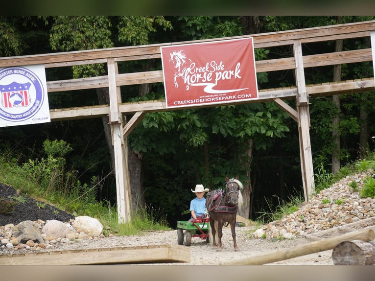 Weitere Ponys/Kleinpferde Wallach 5 Jahre Palomino in Fresno