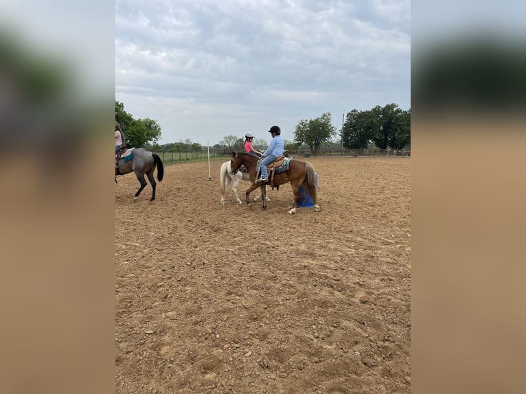Weitere Ponys/Kleinpferde Wallach 5 Jahre Rotbrauner in Stephenville, TX