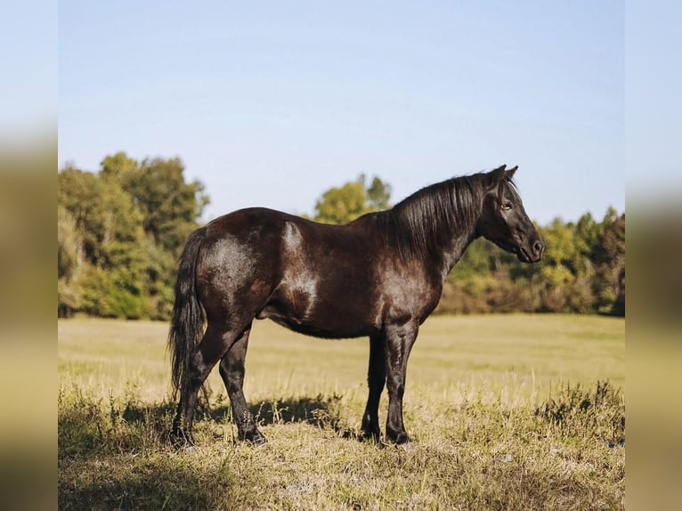 Weitere Ponys/Kleinpferde Wallach 6 Jahre 107 cm Rappe in Lyles, TN
