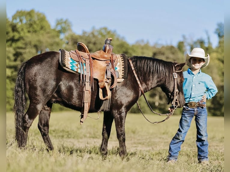 Weitere Ponys/Kleinpferde Wallach 6 Jahre 107 cm Rappe in Lyles, TN