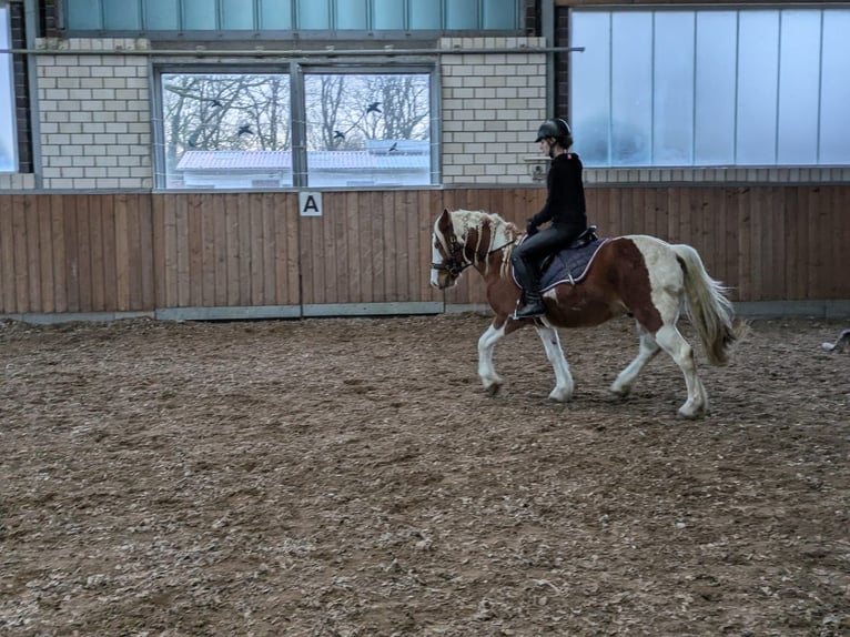 Weitere Ponys/Kleinpferde Mix Wallach 6 Jahre 140 cm Schecke in Leer (Ostfriesland)