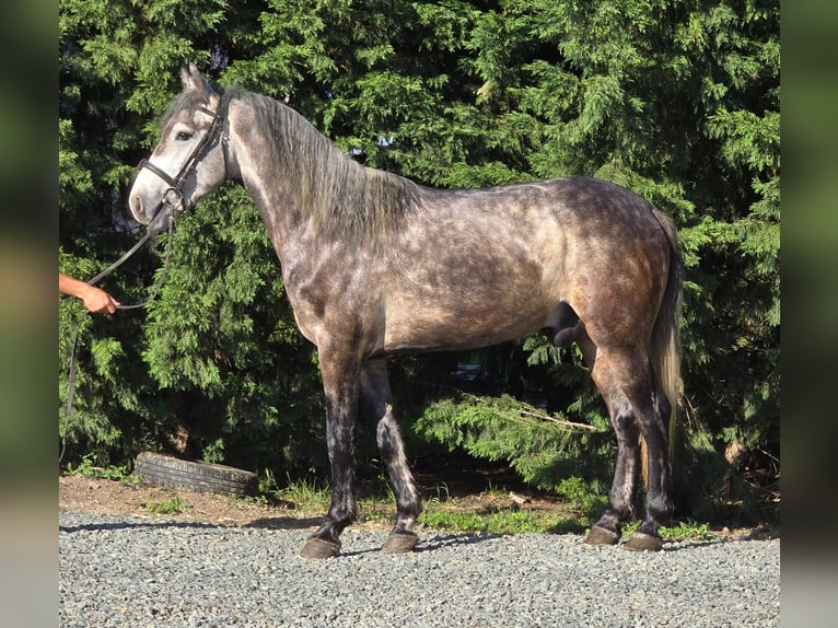 Weitere Ponys/Kleinpferde Wallach 6 Jahre 144 cm Apfelschimmel in Deggendorf