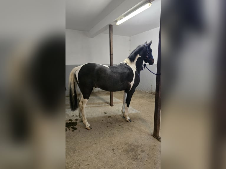 Weitere Ponys/Kleinpferde Mix Wallach 6 Jahre 148 cm Schecke in Waldbröl