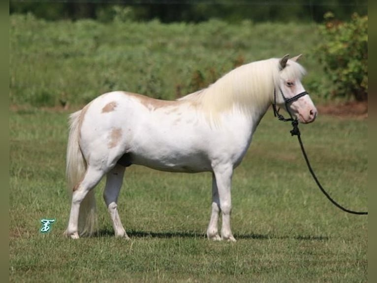 Weitere Ponys/Kleinpferde Wallach 6 Jahre 97 cm Falbe in Carthage, TX