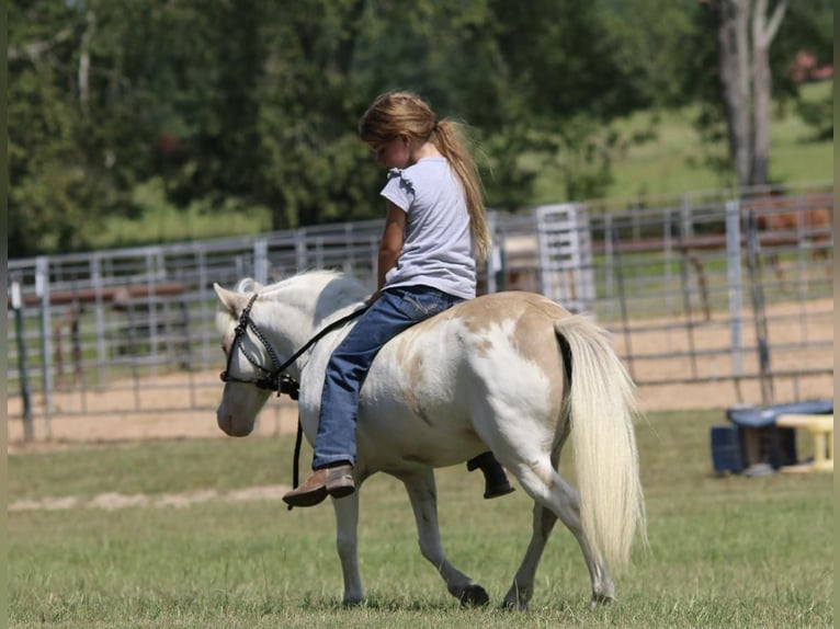 Weitere Ponys/Kleinpferde Wallach 6 Jahre 97 cm Falbe in Carthage, TX