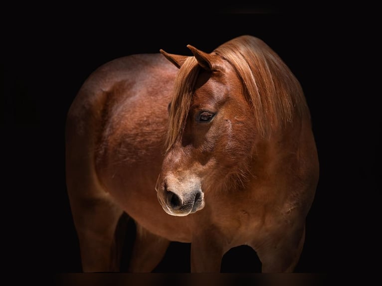 Weitere Ponys/Kleinpferde Wallach 6 Jahre Rotfuchs in Canyon