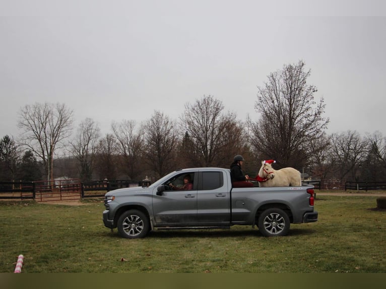 Weitere Ponys/Kleinpferde Wallach 7 Jahre 102 cm Palomino in Highland MI