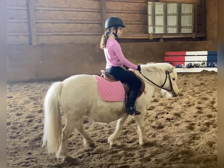 Weitere Ponys/Kleinpferde Wallach 7 Jahre 102 cm Palomino in Highland MI