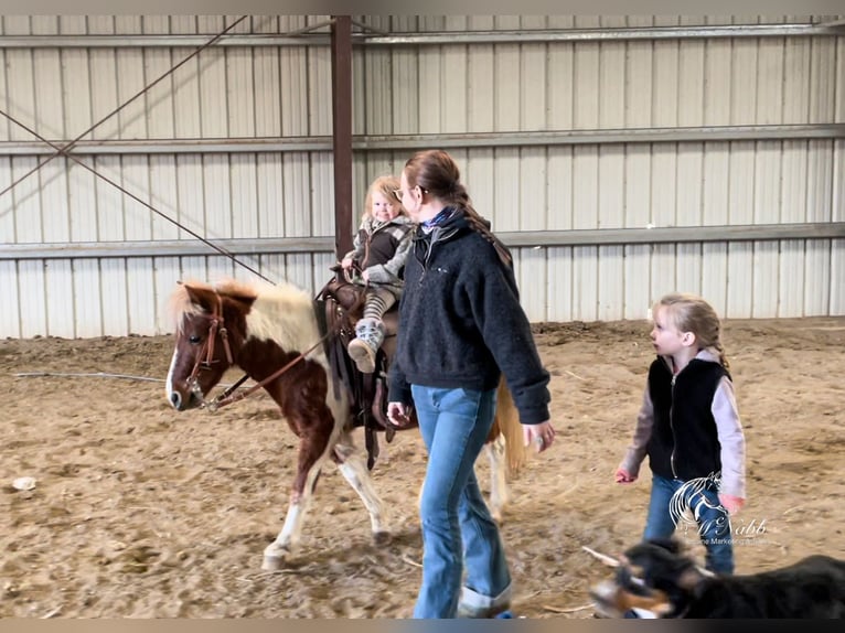 Weitere Ponys/Kleinpferde Wallach 7 Jahre 102 cm Rotfuchs in Cody