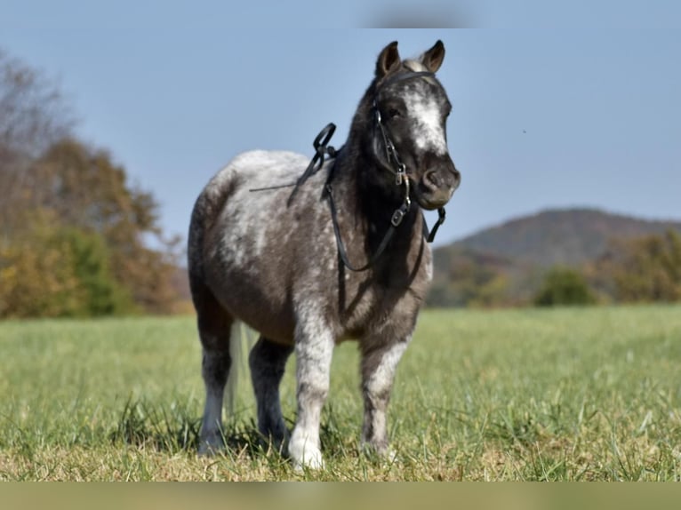 Weitere Ponys/Kleinpferde Wallach 7 Jahre 102 cm in Crab Orchard, KY