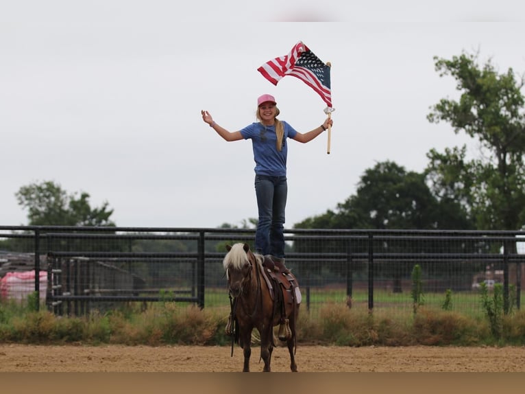 Weitere Ponys/Kleinpferde Wallach 7 Jahre 109 cm Palomino in Powell Butte, OR