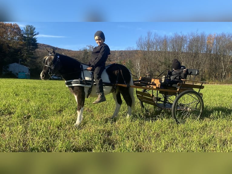 Weitere Ponys/Kleinpferde Wallach 7 Jahre 109 cm in Rebersburg, PA